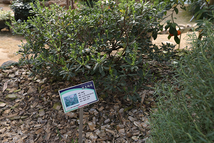 시민자연학습체험장 내부 로즈마리 식물 사진