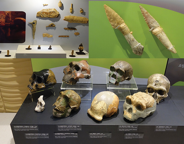 석장리박물관의 상설전시관-제1전시관에 전시된 인류의 두개골과 다양한 유물들