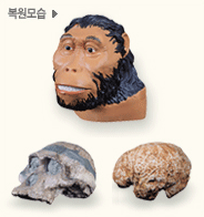 남쪽 원숭 사람 오스트랄로피테쿠스의 두개골과 복원 모습 사진