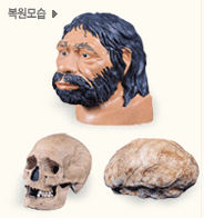 슬기 사람 호모사피엔스의 두개골과 복원모습 사진