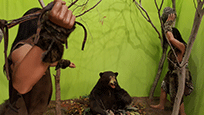 곰을 사냥하는 구석기인들 모형 사진
