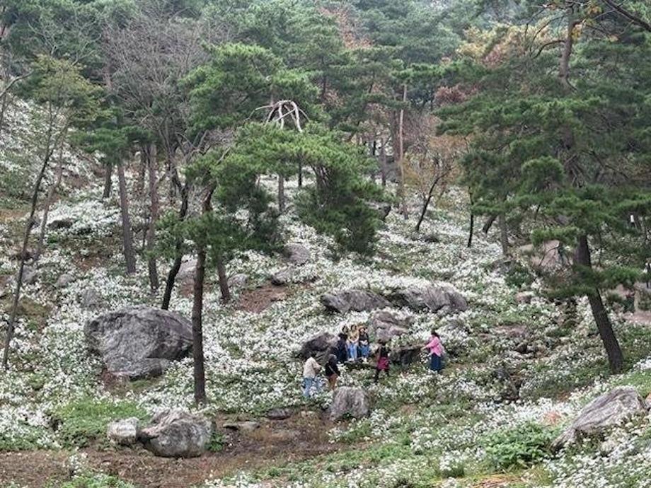 2025 구절산 구절초 축제