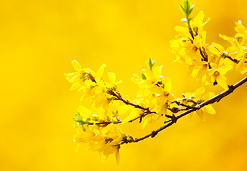 Forsythia