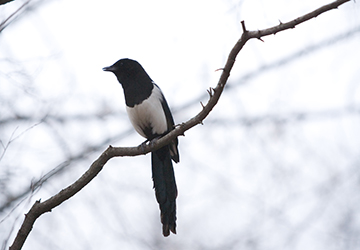 Magpie