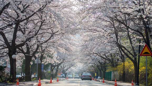 [Spring] Gyeryongsan Cherry Blossom Festival