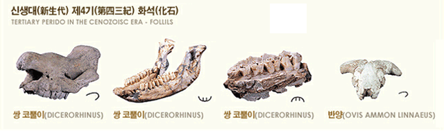 신생대 제4기 화석을 소개하는 이미지 – 쌍 코풀이(DICERORHINUS)와 반양(OVIS AMMONS LINNAEUS) 이미지