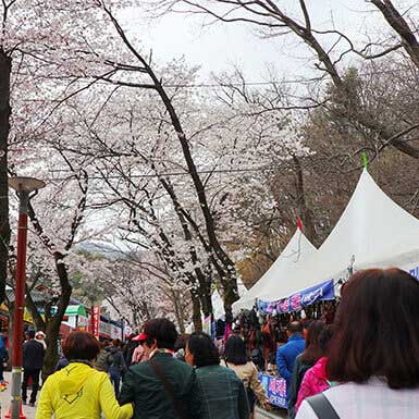 계룡산 벚꽃축제