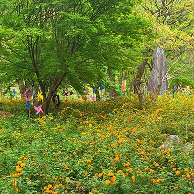 갑사 황매화축제