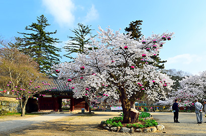 Magoksa Temple (Spring)